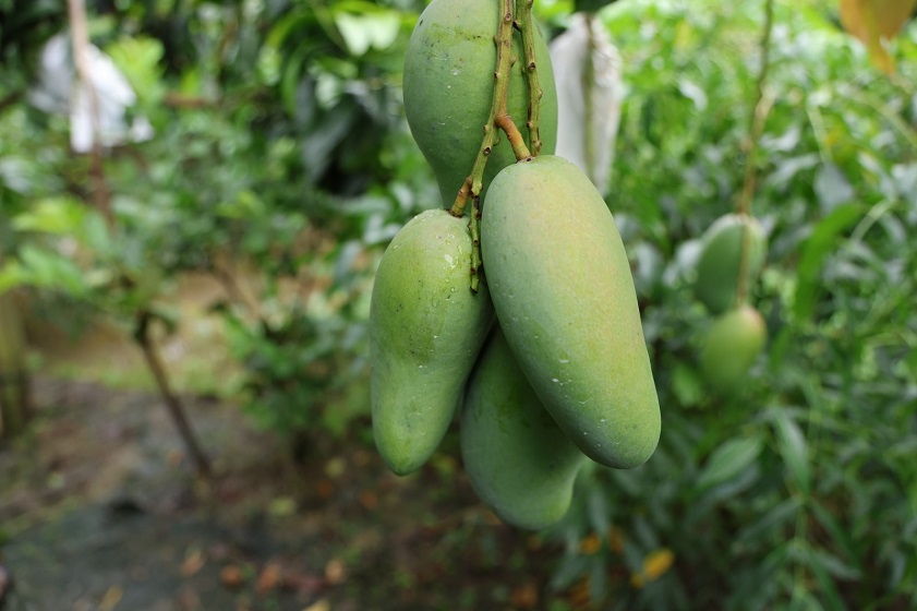 Vườn xoài Cù Lao Giêng An Giang