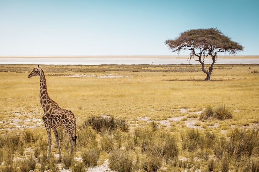 Best places to visit in September for sun September in Etosha features diverse wildlife