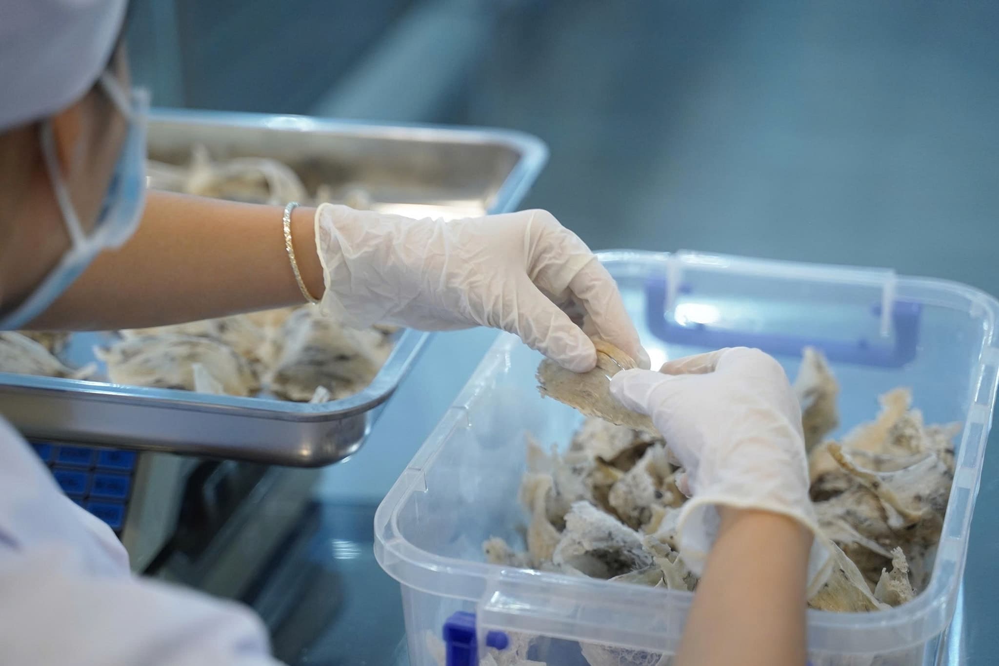 Đảo Yến Phú Quốc Khu sơ chế, sản xuất yến