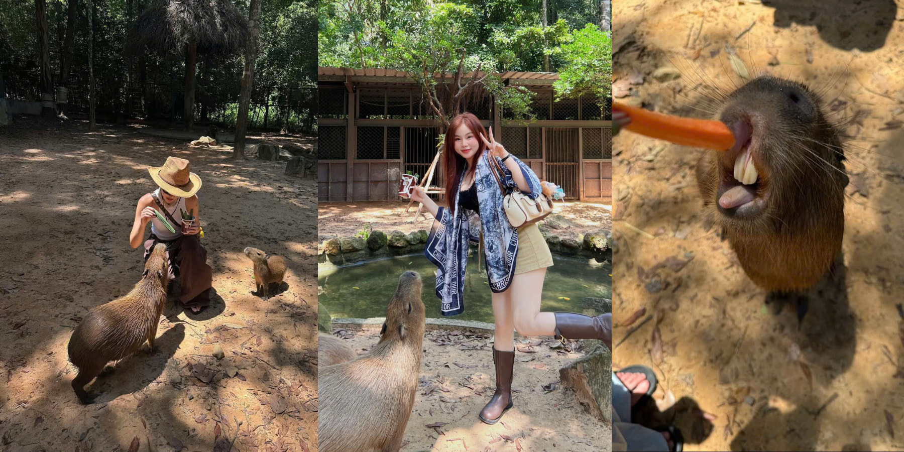 nhot nguoi tha thu 4 Animal-feeding experience at Vinpearl Safari Phu Quoc
