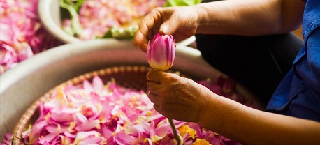 Trà sen Tây Hồ – Thức uống tinh túy, tao nhã của người Hà Nội