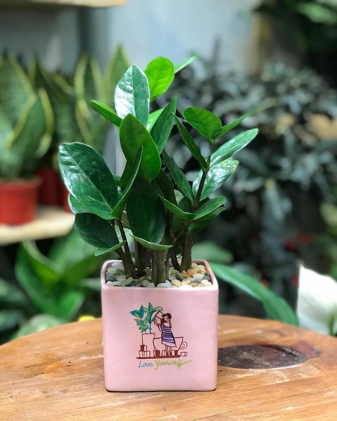 quà kỷ niệm ngày yêu nhau cho bạn trai Những chậu cây cảnh nhỏ xinh