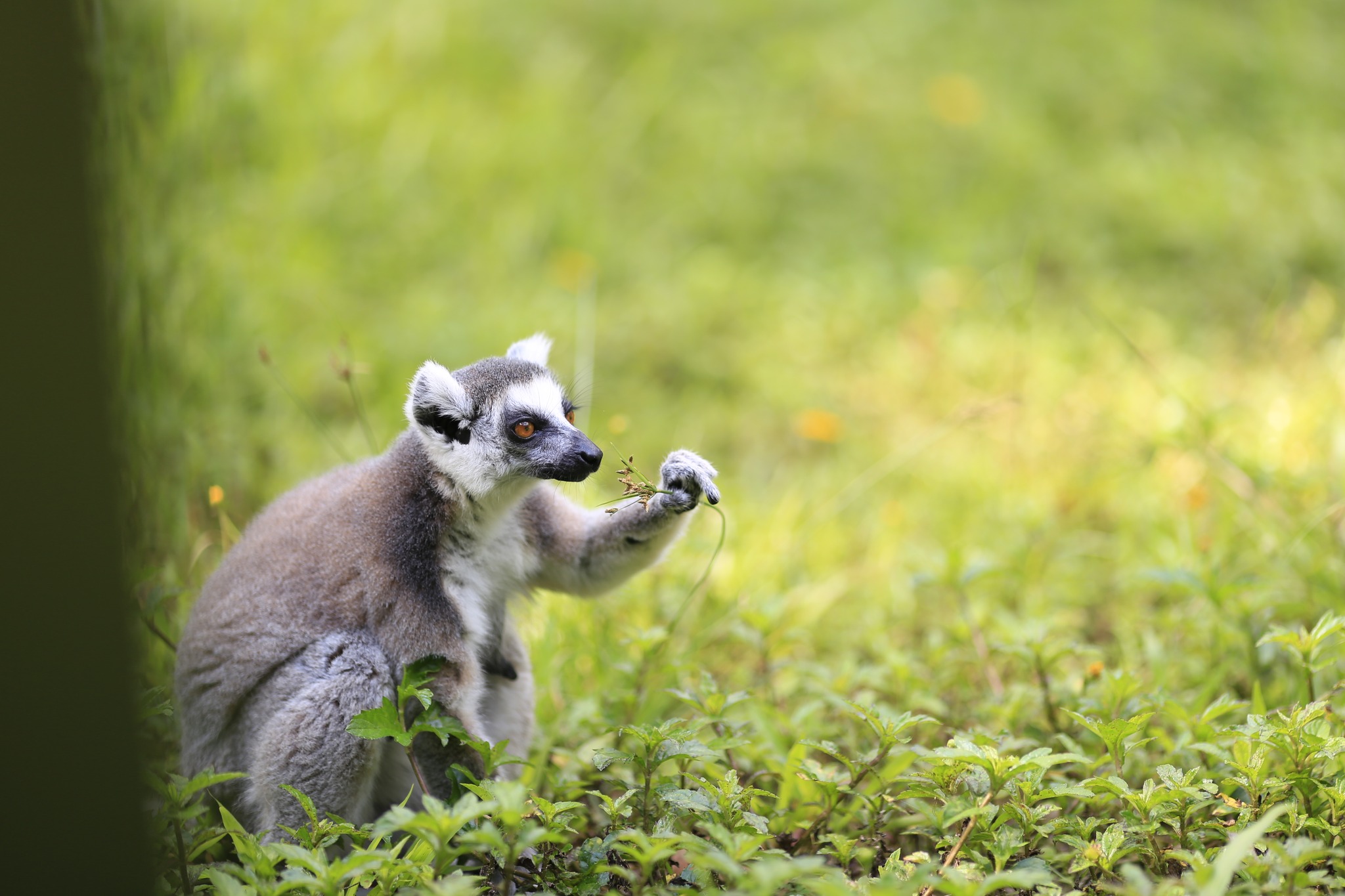 animals in Vietnamese Adorable animals