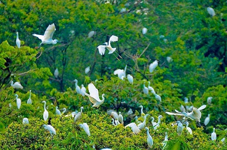Bang Lang Stork Sanctuary, Can Tho: A haven for birdwatchers