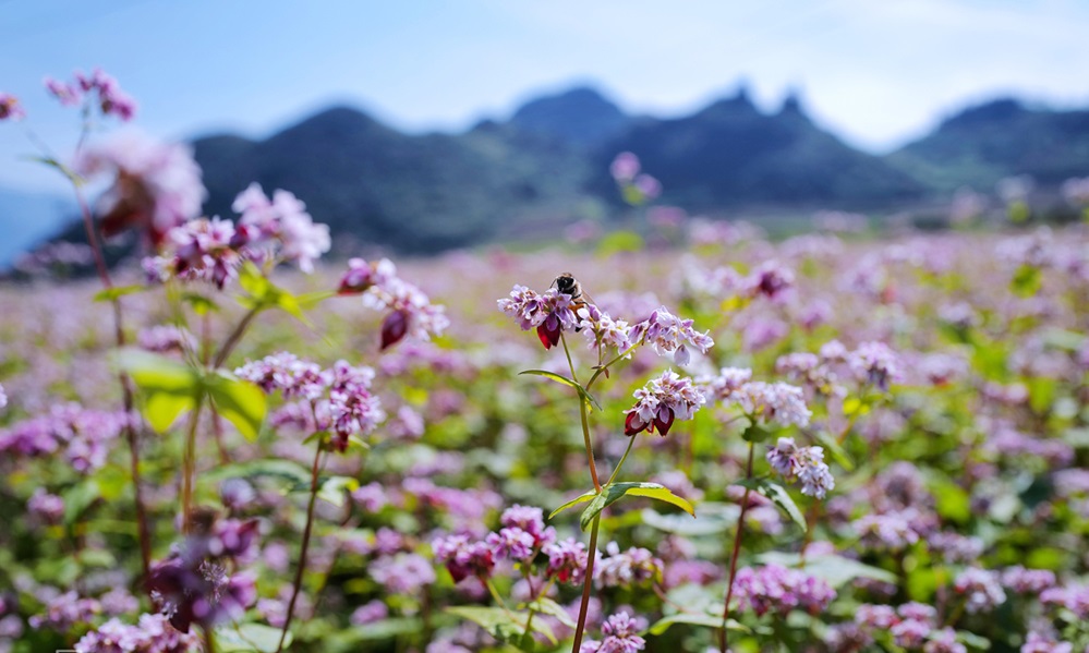 Buckwheat flower season