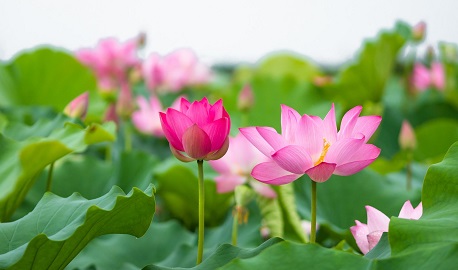 Colors in Vietnamese: Insights into different expressions and significances