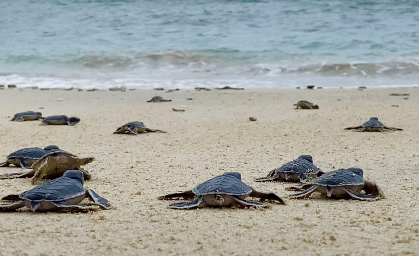 Con Dao during the turtle nesting season