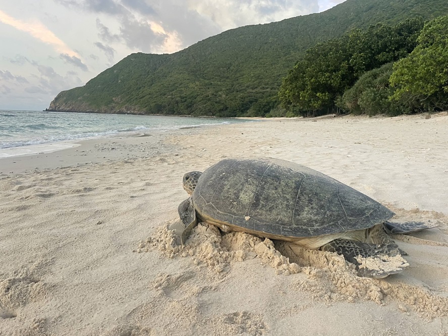 Con Dao during turtle nesting season