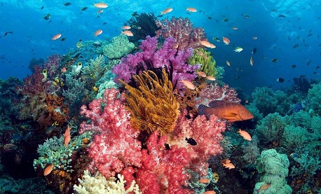 Con Dao snorkeling: Explore stunning coral reefs in Vietnam