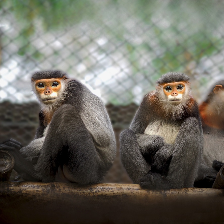 Endangered Primate Rescue Center Cuc Phuong National Park Ninh Binh