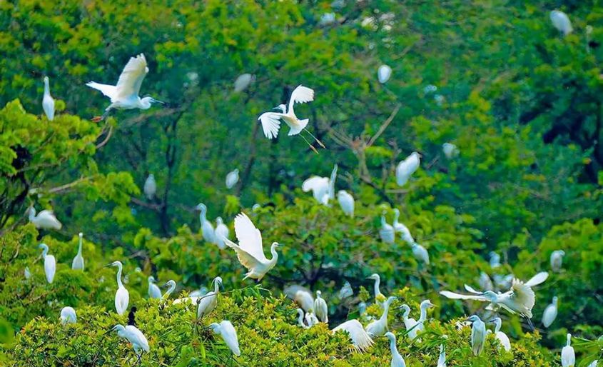 Experience the majestic beauty of the Mekong Delta