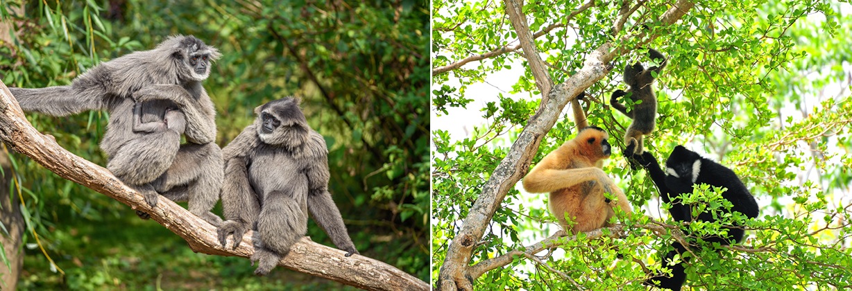 Endangered Primate Rescue Center Gibbons are native to the Indo-Malayan region