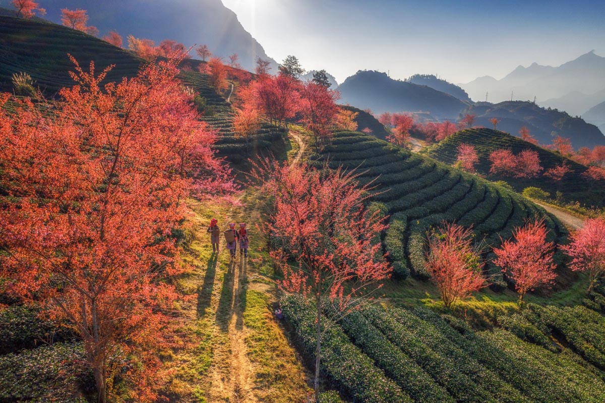 Đồi chè Ô Long Sa Pa