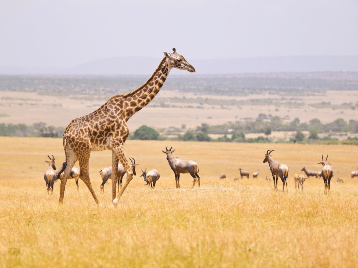 Kenya is a top cheap December destination