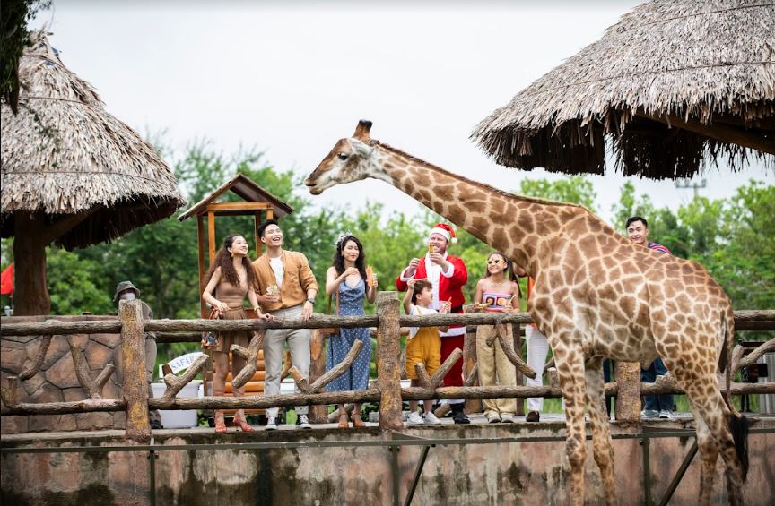 Tham gia một số hoạt động cho hươu cao cổ ăn