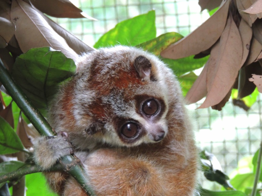 Lorises
