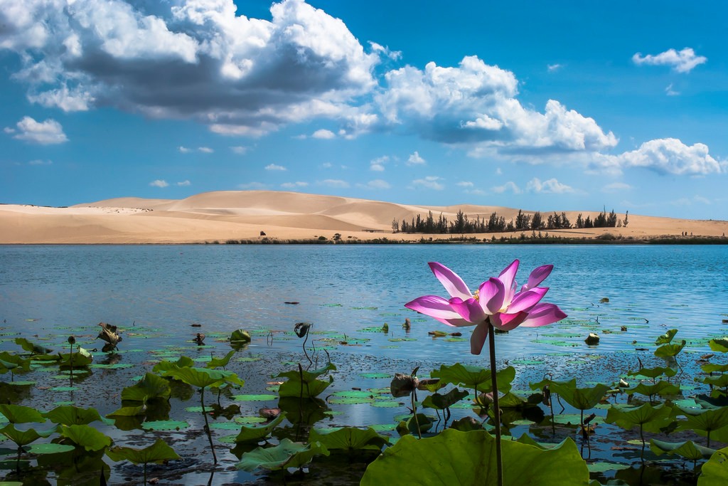 Lotus Lake