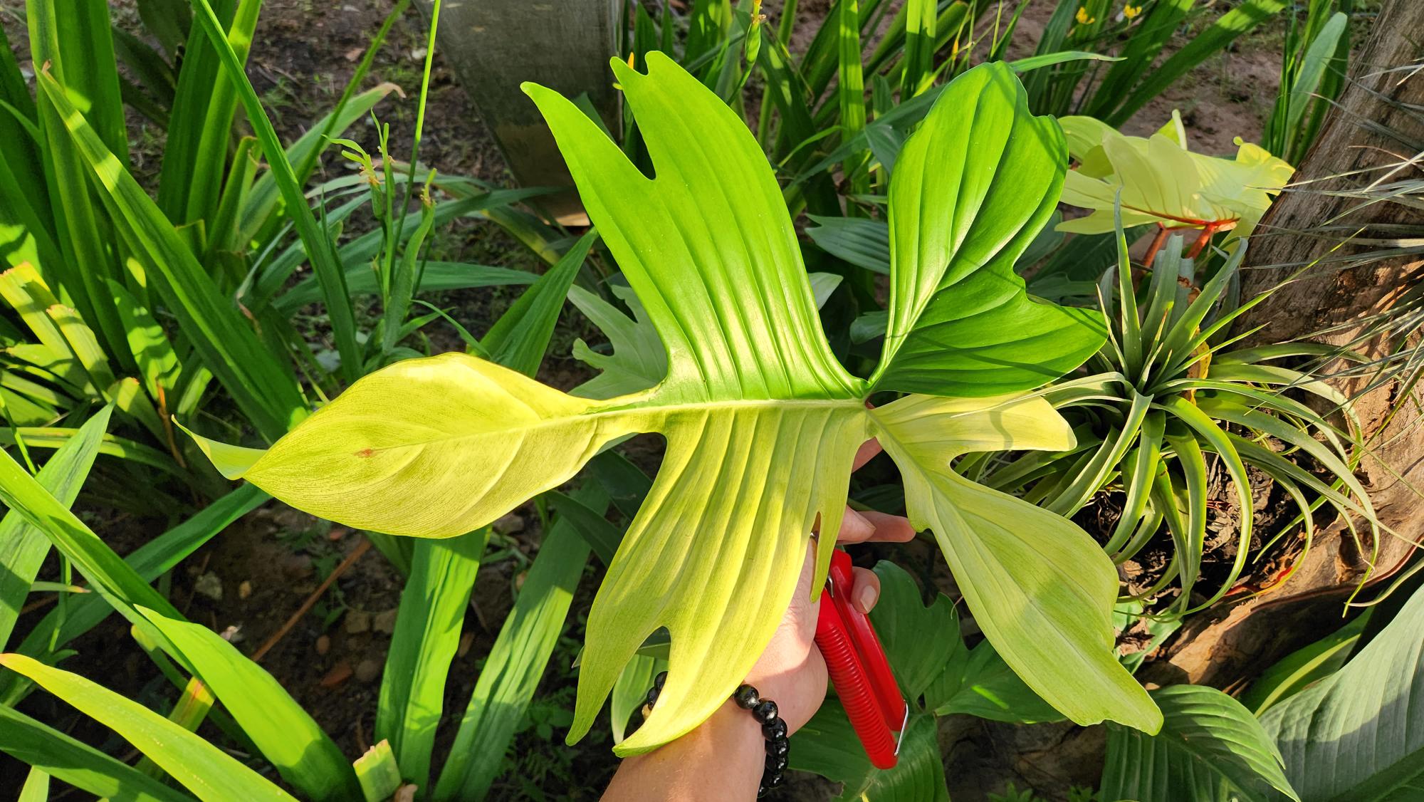 MicrosoftTeams-image (37)