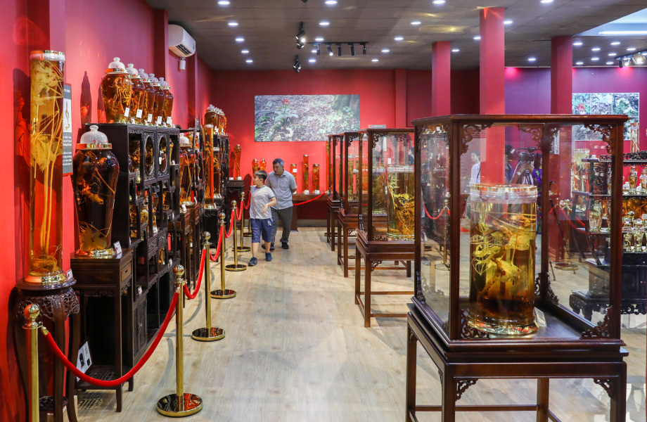 Ngoc Linh Ginseng Museum in Tan Phu District