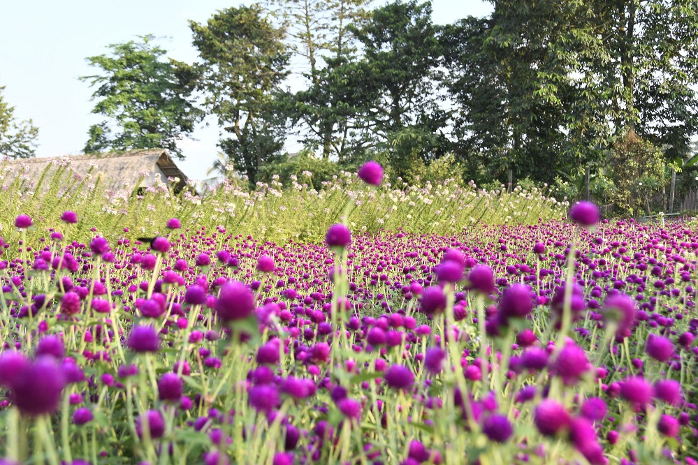 Nhi Binh Flower Field
