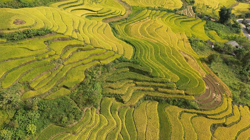 Pom Khuong Rice Terraces