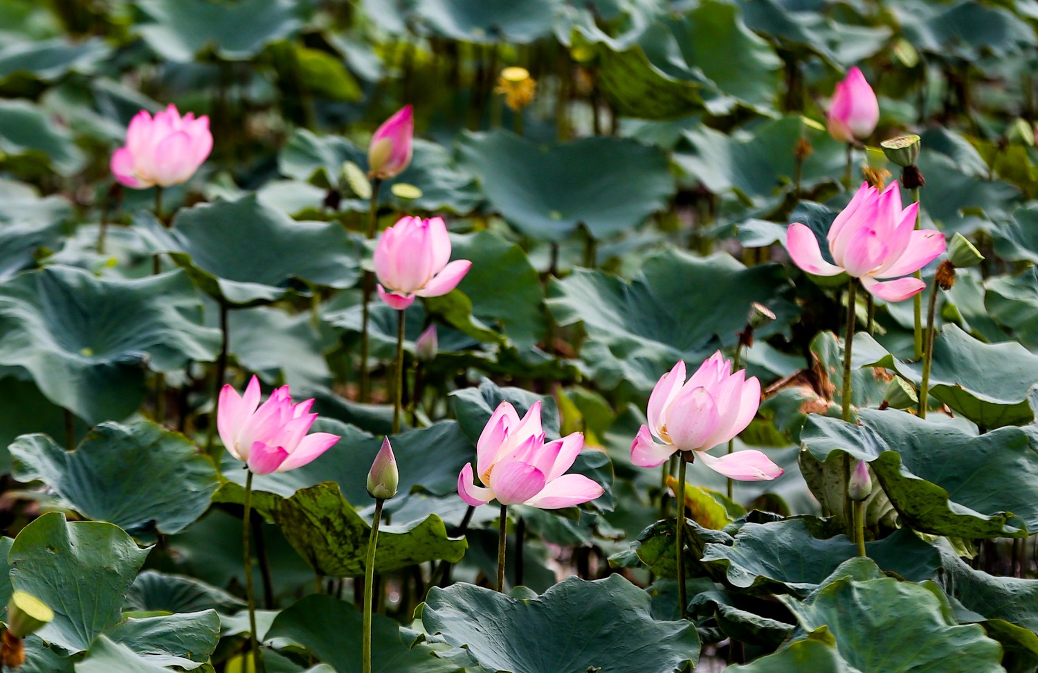 khu vui chơi trẻ em Thủ Đức Đầm sen Tam Đa Thủ Đức