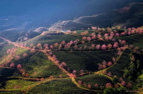 Sapa Vietnam in January: useful information to have a well-planned trip