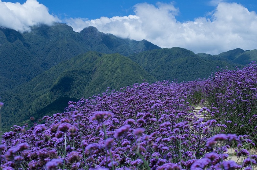 Sapa Vietnam in July