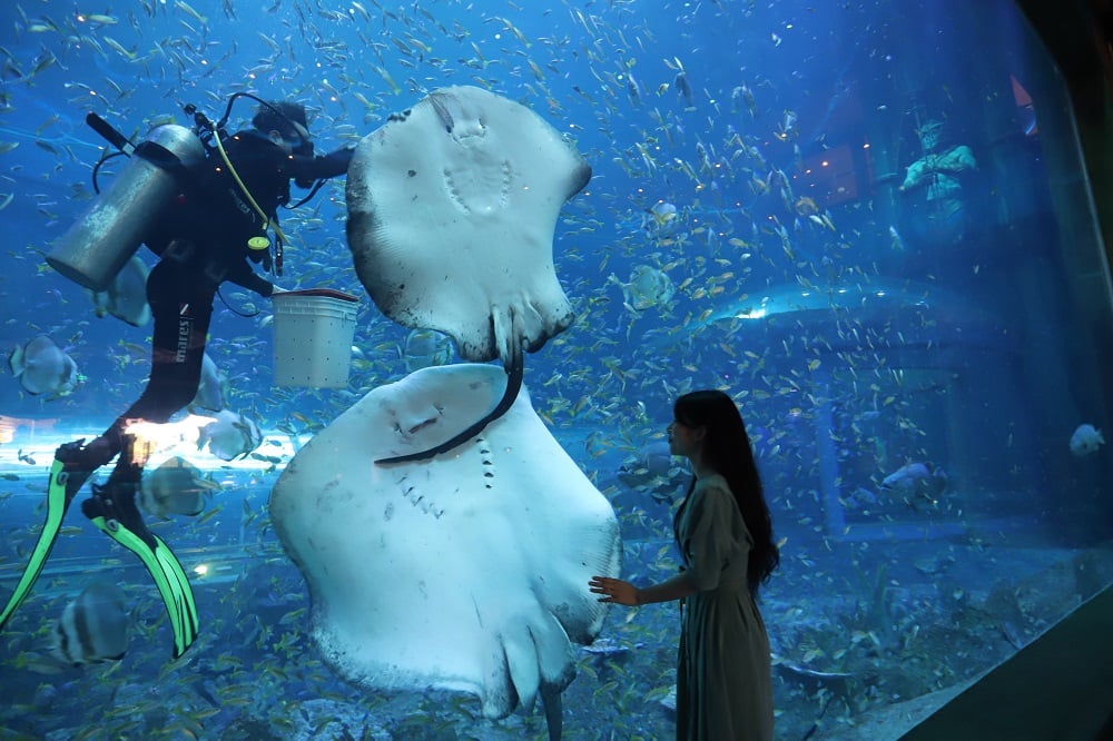 animals in Vietnamese Sea Shell VinWonders Phu Quoc