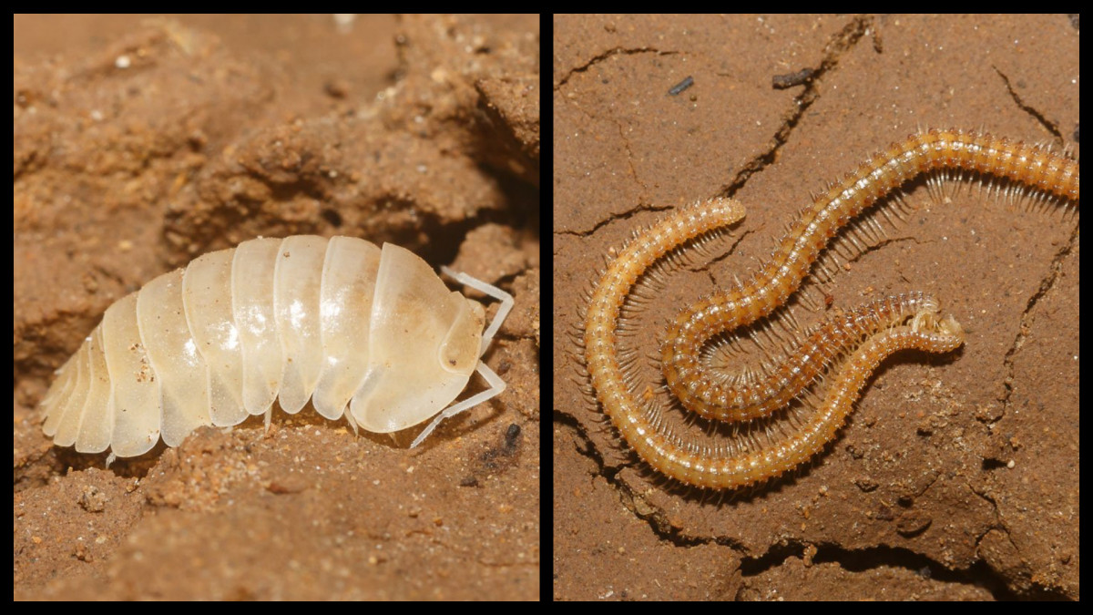 Son Doong Cave animals