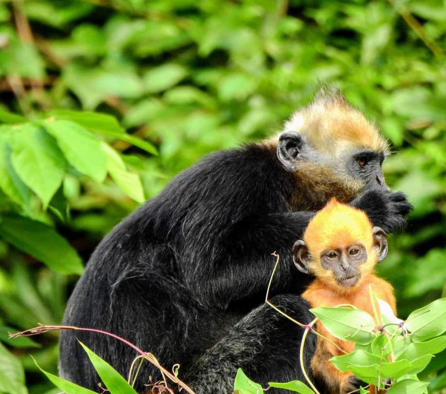 Endangered Primate Rescue Center The Cat Ba langur
