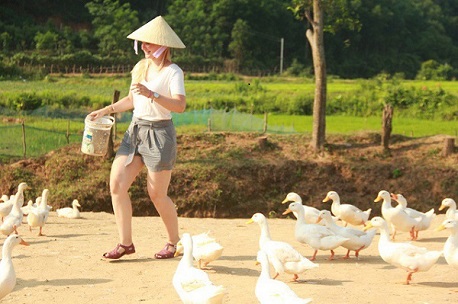 The Duck Stop in Quang Binh: Where unique activities await you