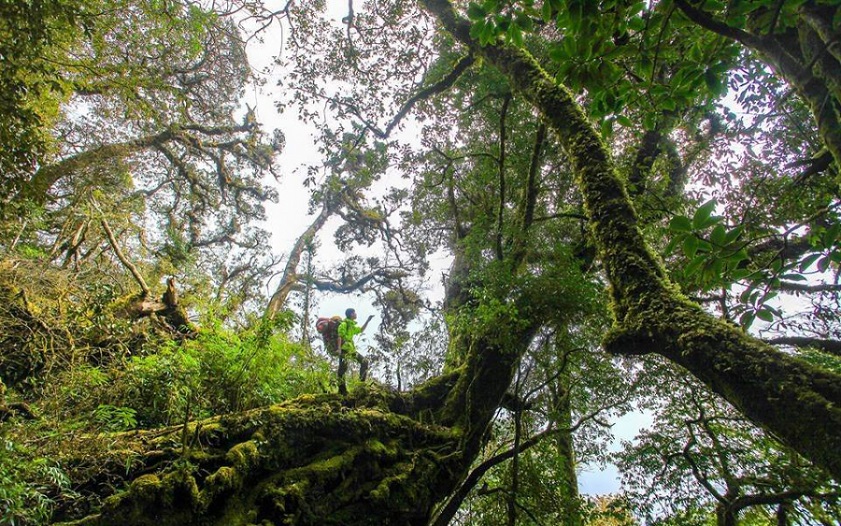 Hoang Lien National Park The biodiversity of Hoang Lien National Park Vietnam