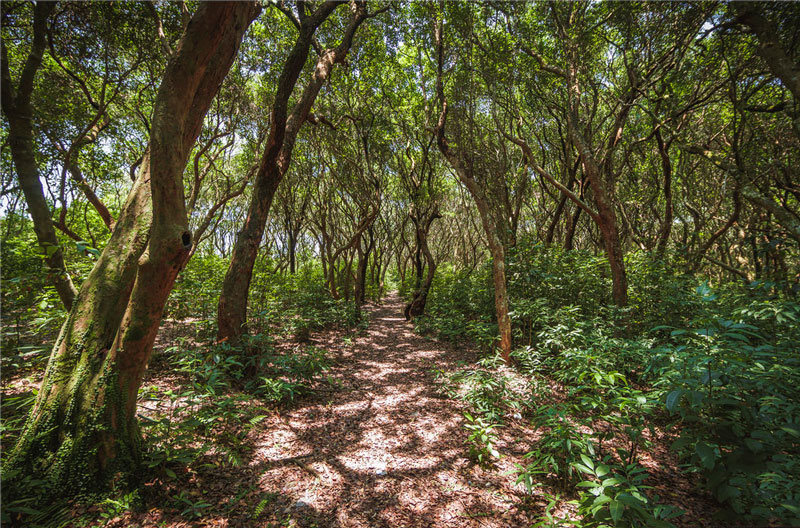 The black plum forest in Bai Tu Long Bay Vietnam