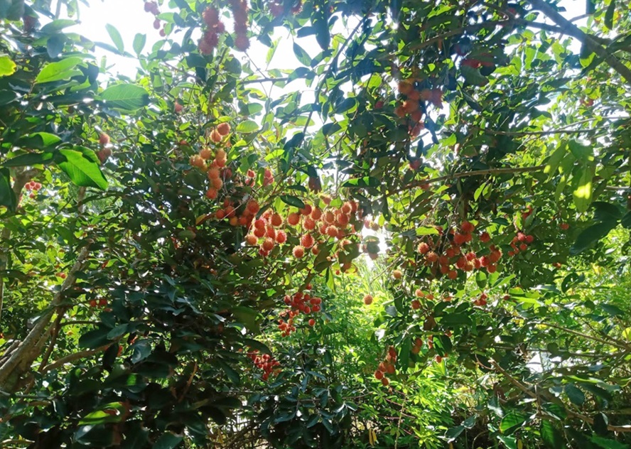The fruit garden at Con Son Islet