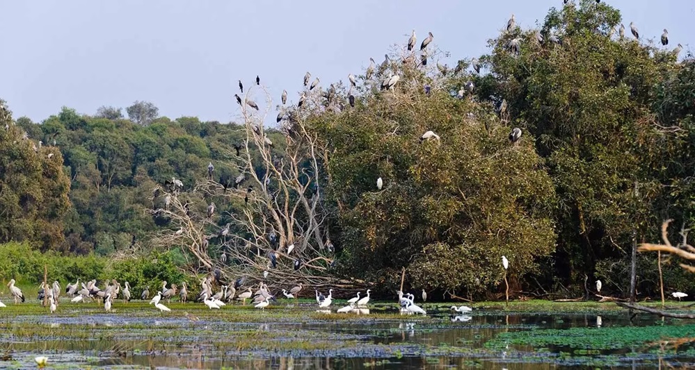 The natural beauty of Tra Su Bird Sanctuary