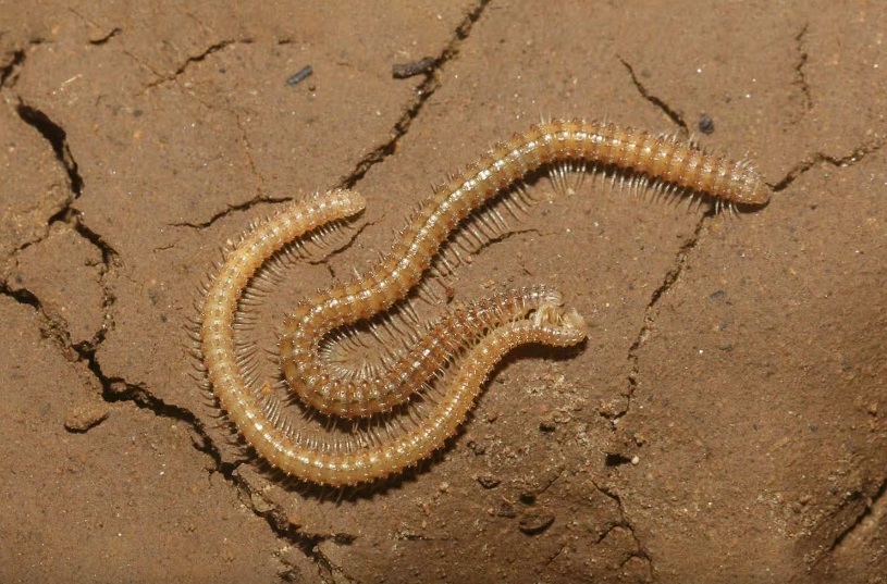 The presence of Son Doong animals adds to the cave's intrigue