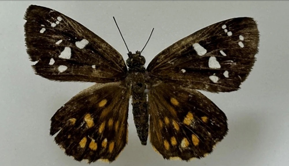 The unique ecosystem of Son Doong Cave