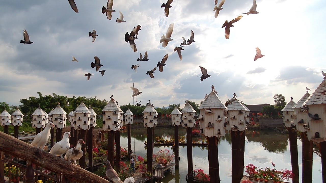 Tra Su Bird Sanctuary An Giang