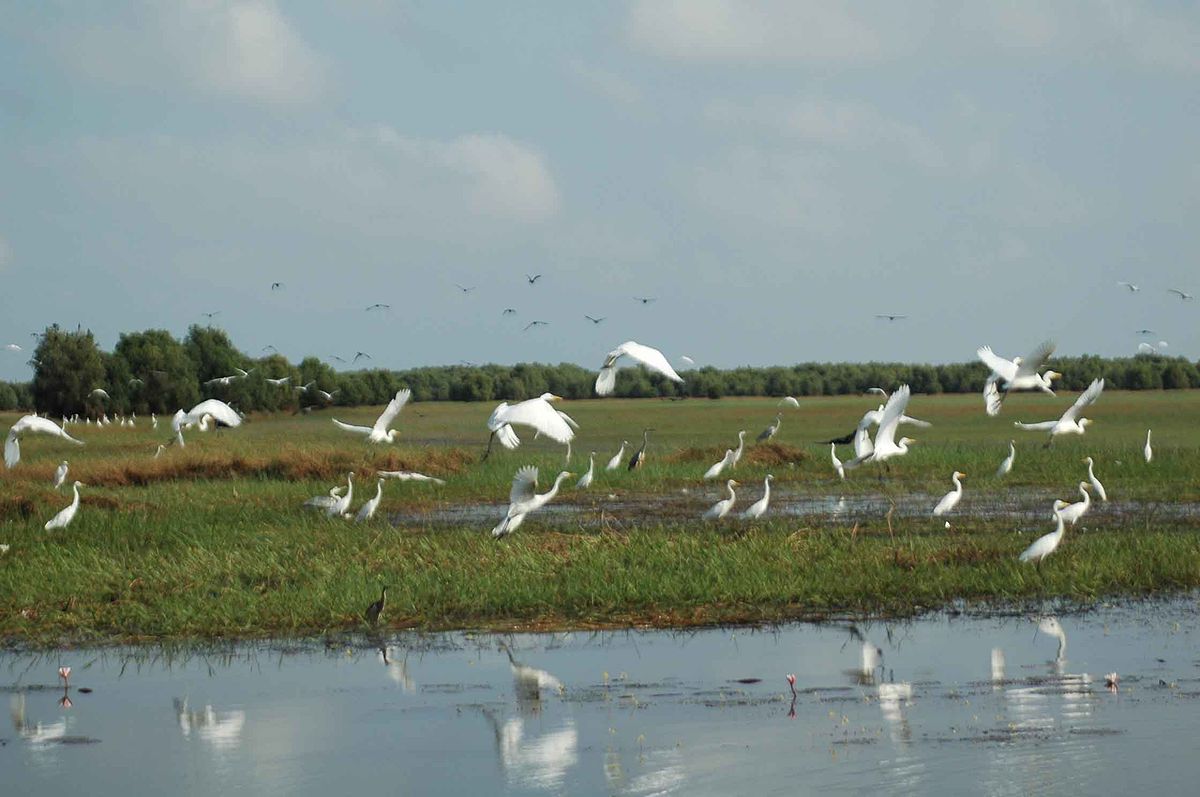 Tra Su Melaleuca Forest Tourist Area
