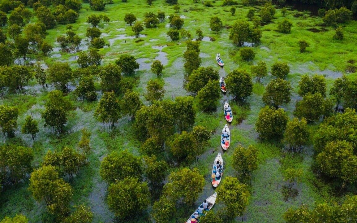 Tra Su submerged forest