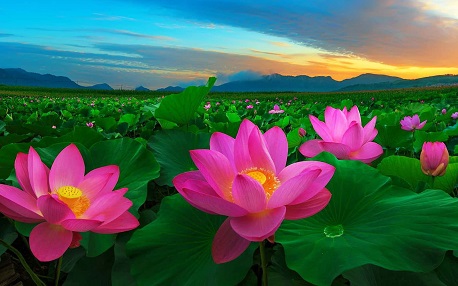 Vietnam national flower: The symbol of beauty and great values