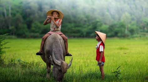 Vietnam population: Update the previous, current and estimated statistics