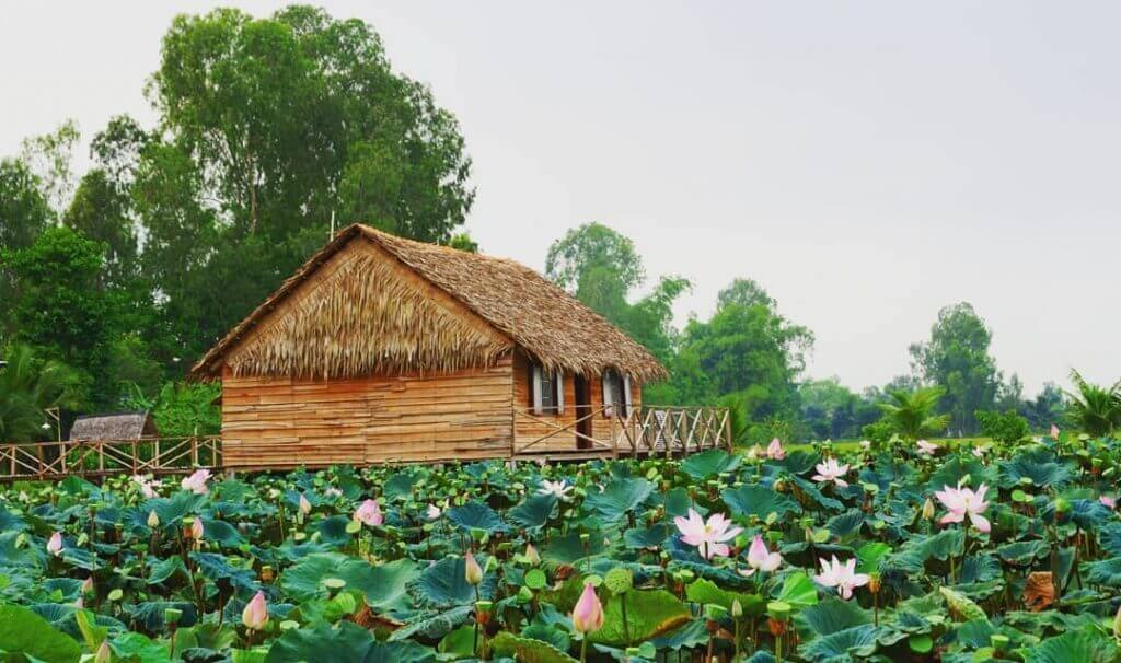 In May, the lotus flowers are in full bloom, filling the air with their sweet fragrance