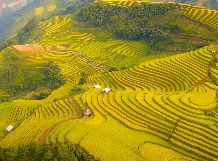 Marvel at the vibrant painting during the ripe rice season in Mu Cang Chai
