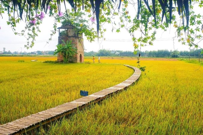 Vietnamese rice paddies: Admire 13 charming places