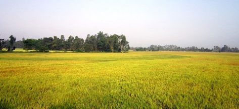 Vietnamese rice paddies: TOP 13 picturesque places to visit on your trip