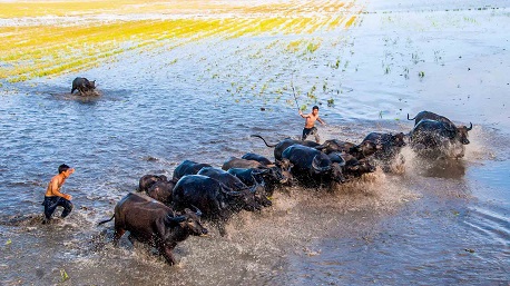 Vietnam’s animals: A glance at some notable species