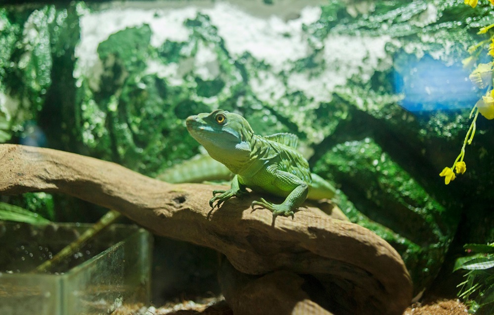 VinKE & Vinpearl Aquarium The diverse reptile world at Vinpearl Aquarium