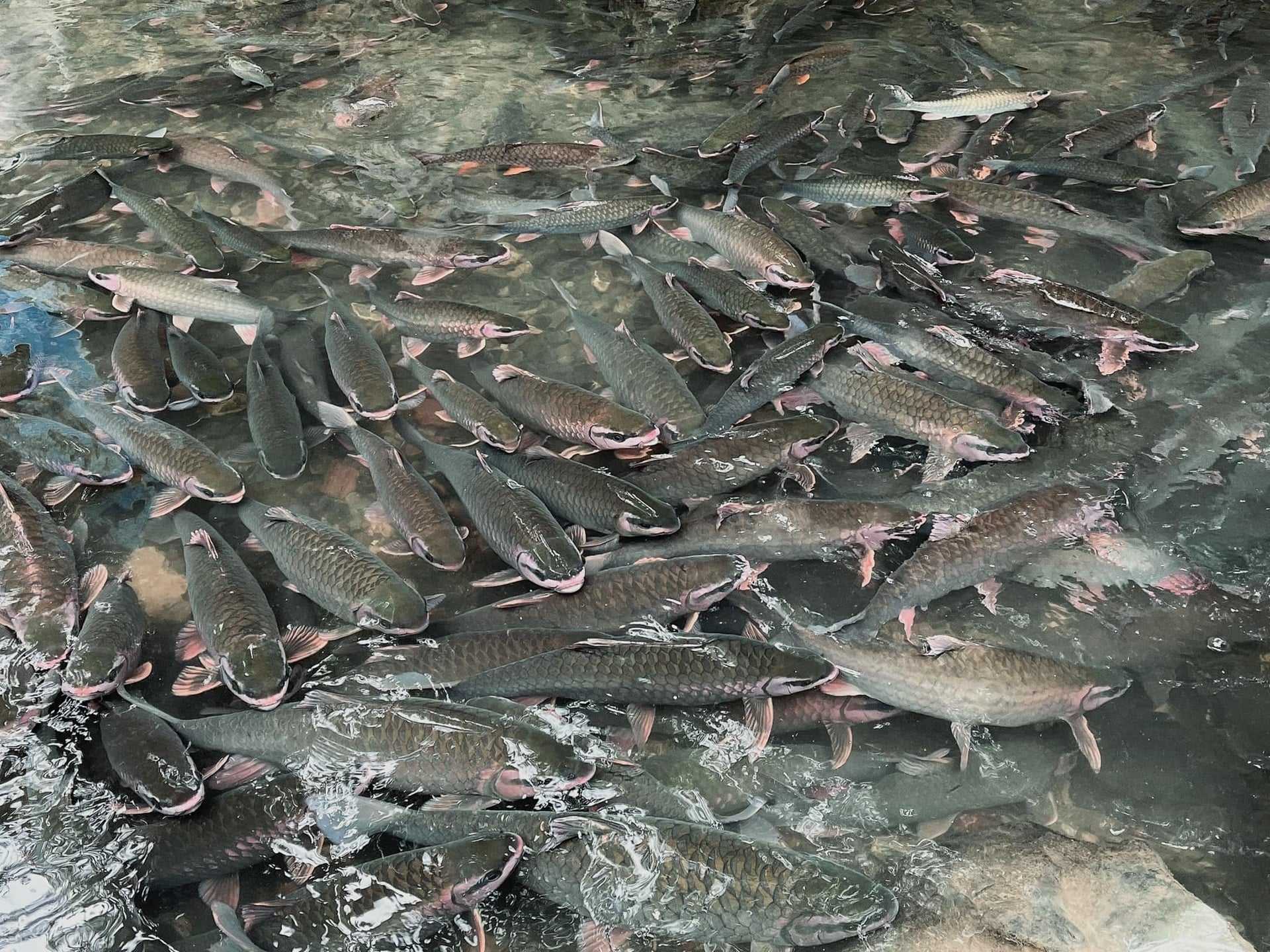 Suối cá thần Cẩm Lương